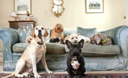 dog, dogs, animal