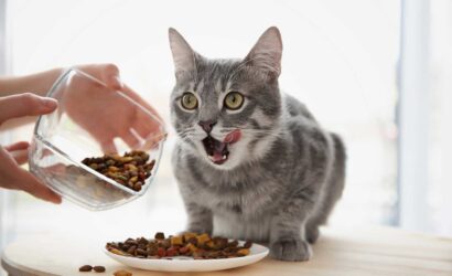 pet, cat, cats, cat care, cat litter, cat breeds, house cats, pet, pets