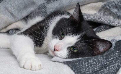 cat, cats, pet, pets, cat disease, cat diseases, my cat is sick, cat treatment, cat treatment at home
