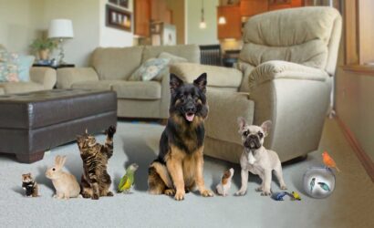 pet, dog, cat, bird, fish, animal