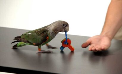 bird, birds, bird at home