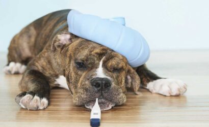 dog, dog disease, dog diseases, dog treatment, dog treatment at home, dogs, my dog, pet, pets