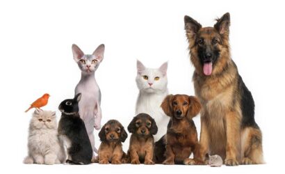 What are the Types of Pets?