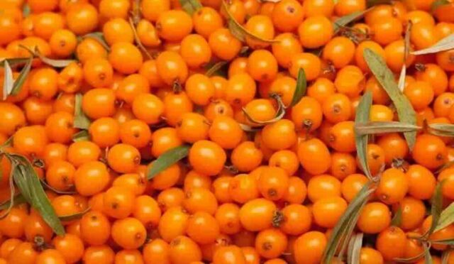 Kabızlık, Kalp ve İltihabi Hastalıklara Karşı Koruyucu Etki Gösteriyor.