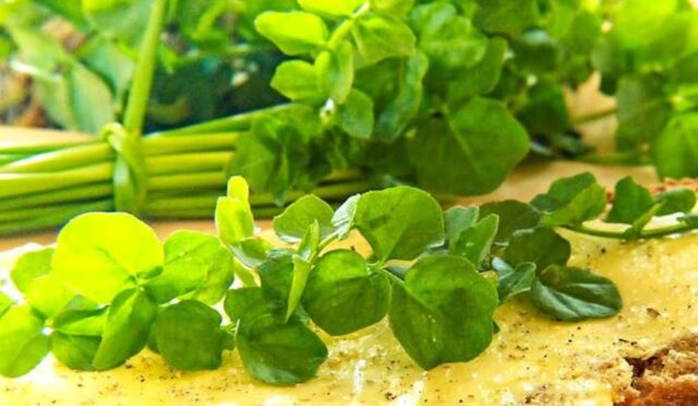 Doğanın Şifa Kaynağı: Akciğer Detoksu İçin En Etkili Yöntem Bilimsel Olarak Kanıtlandı.